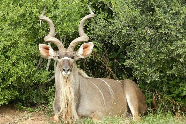 Addo Elephant Kabouga 4x4 Tour Northern Section Wildlife History photo 4