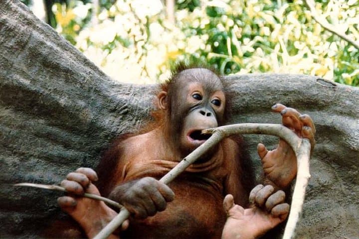 Sepilok Orangutan & Bornean Sun Bear Conservation Centre Day Tour from Sandakan photo 3