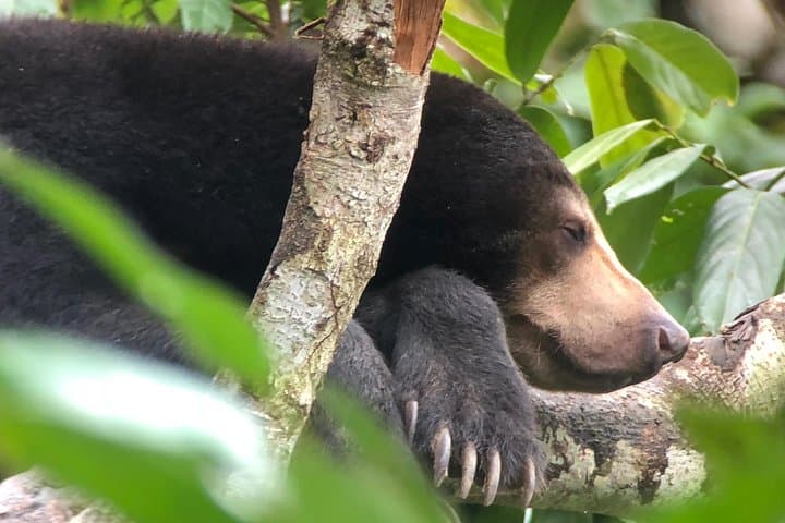 Sepilok Orangutan & Bornean Sun Bear Conservation Centre Day Tour from Sandakan photo 2