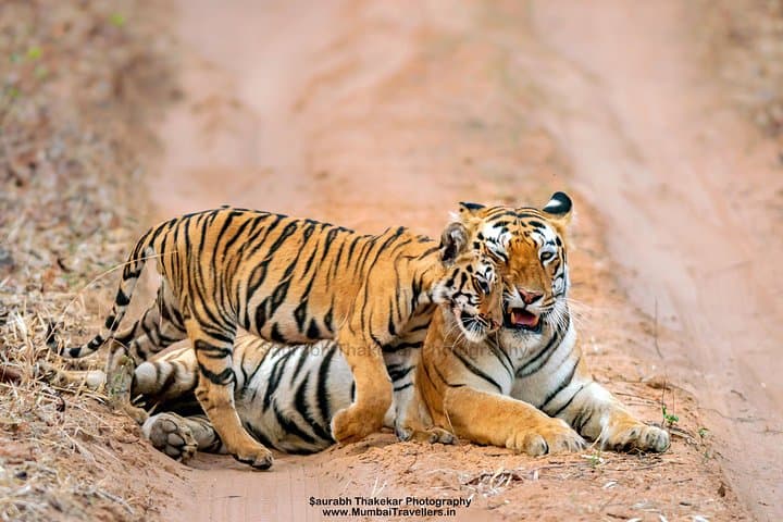 Tadoba Two-Night Tiger Safari from Nagpur — Jeep Safaris, Luxury Tents & Guided Wildlife Viewing