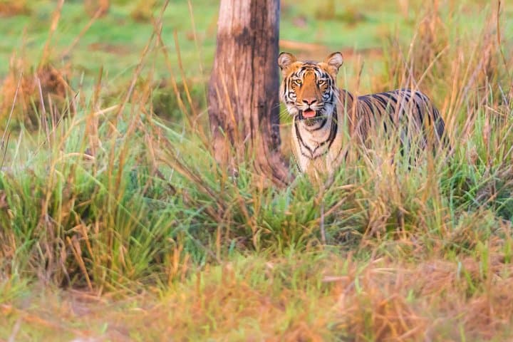 Tadoba Two-Night Tiger Safari from Nagpur — Jeep Safaris, Luxury Tents & Guided Wildlife Viewing photo 2