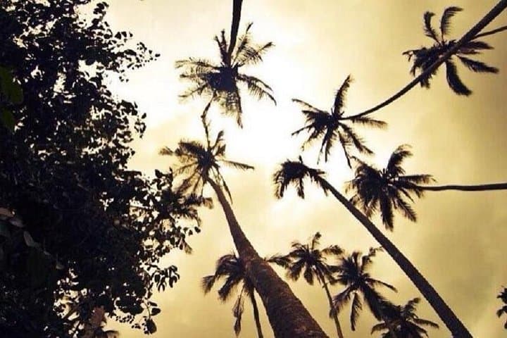 Zanzibar Aromatic Spice Farm Tour: A Sensory Walk Through Cloves, Cinnamon & Vanilla photo 1