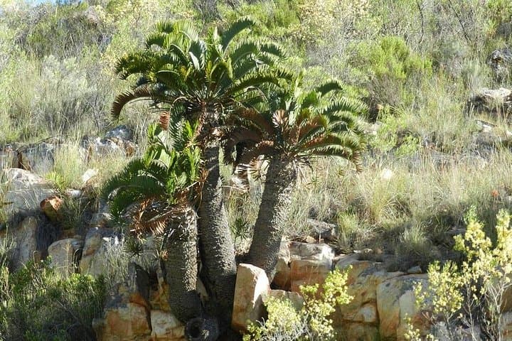 Addo Elephant Kabouga 4x4 Tour Northern Section Wildlife History photo 3