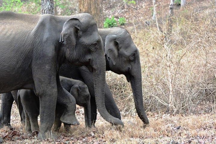 3-Day Wayanad Adventure: Caves, Wildlife & Banasura Sagar Dam photo 4