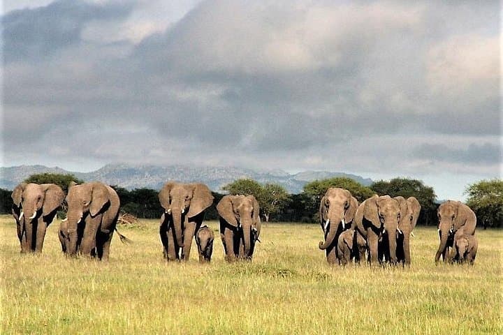 4-Day Classic Safari: Arusha to Tarangire & Ngorongoro Crater photo 1