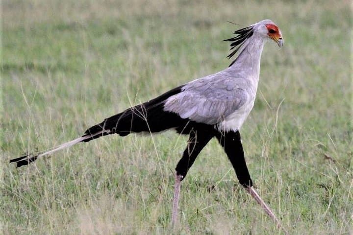4-Day Classic Safari: Arusha to Tarangire & Ngorongoro Crater photo 2