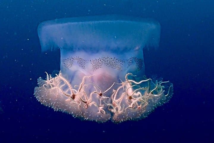 PADI Advanced Open Water Diver Course in Unawatuna: Wrecks, Reefs & Night Dives photo 3
