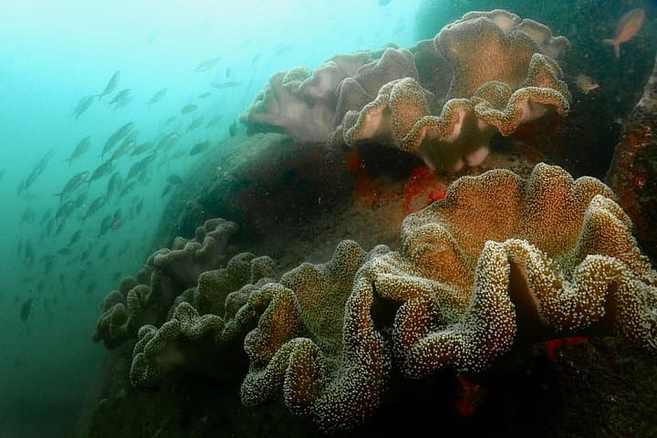PADI Advanced Open Water Diver Course in Unawatuna: Wrecks, Reefs & Night Dives photo 6