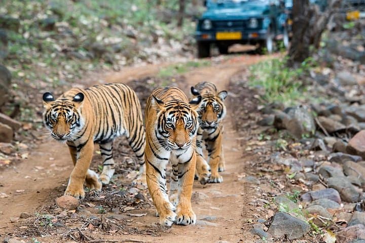 Golden Triangle and Ranthambore: 4-Day Private Tiger Safari from Delhi photo 4