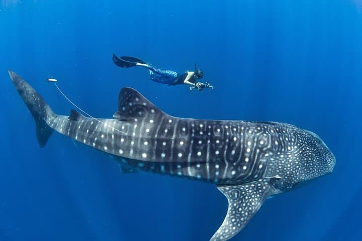 Oslob Whale Shark Snorkeling, Pescador Island & Sardine Run: One-Day Cebu Sea Adventure