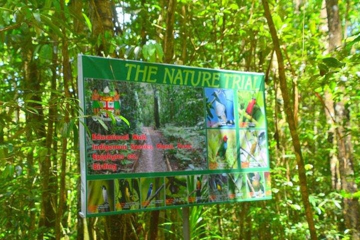 Colo-i-Suva Waterfalls and Nature Tour: Swim, Hike, and Picnic in Fiji Rainforest photo 3