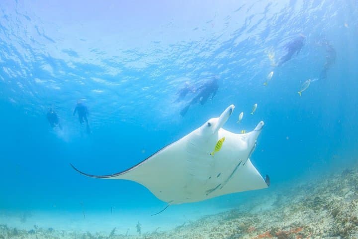 Marine Eco Safari: Swim with Manta Rays at Ningaloo Reef