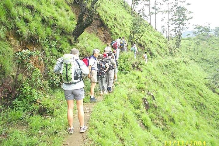 Trekking Thangamale Sanctuary: Ella‑Haputale Tea Plantation & Forest Walk