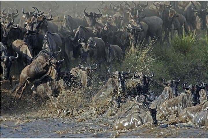 Serengeti Wildebeest Migration & Big Five Safari: 5-Day Arusha to Ngorongoro Adventure photo 1