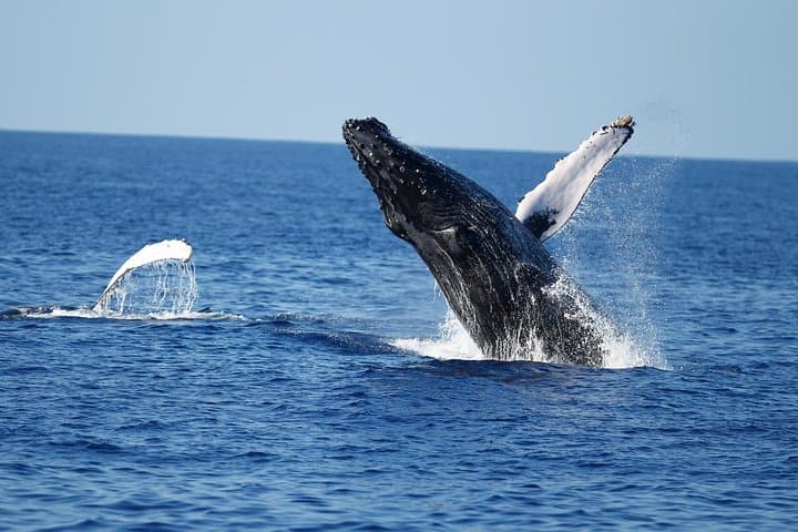 Waikiki Whale Watching Cruise: Hula, Hydrophones & Diamond Head Views