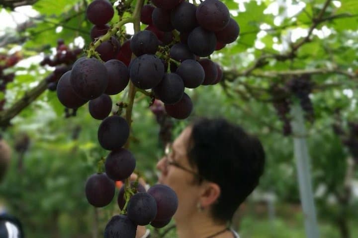 Zhujiajiao Water Town Private Tour: Farm Visit & Fruit Picking from Shanghai photo 2