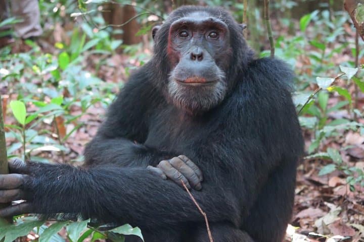 2-Day Chimpanzee Trek in Kibale Forest National Park, Uganda