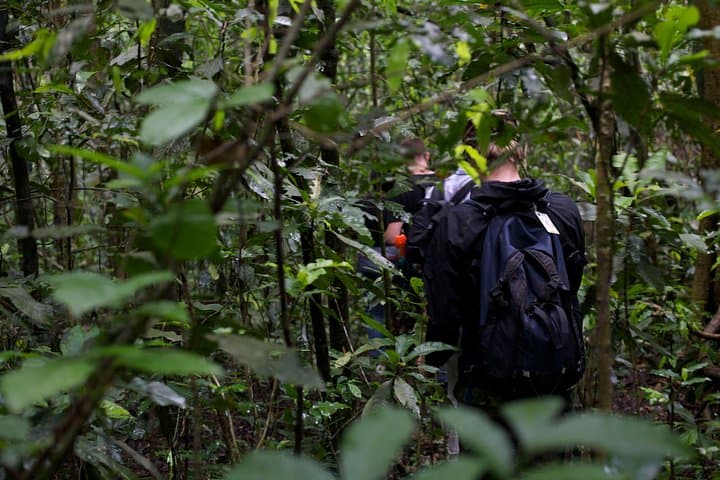 2-Day Chimpanzee Trek in Kibale Forest National Park, Uganda photo 2