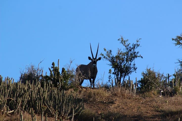 Addo Elephant Kabouga 4x4 Tour Northern Section Wildlife History photo 5