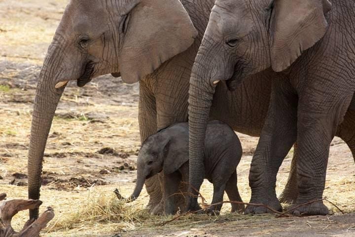 Elephant Conservation and Care Center Day Trip from Agra