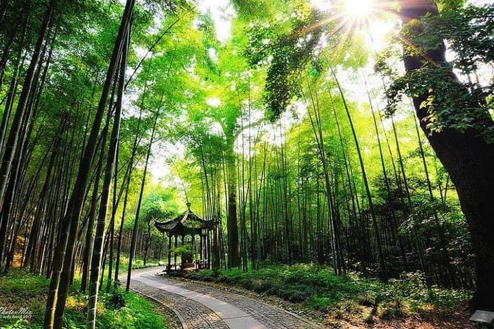 Half-Day Yunxi Bamboo Forest & Longjing Tea Plantation Tour, Hangzhou