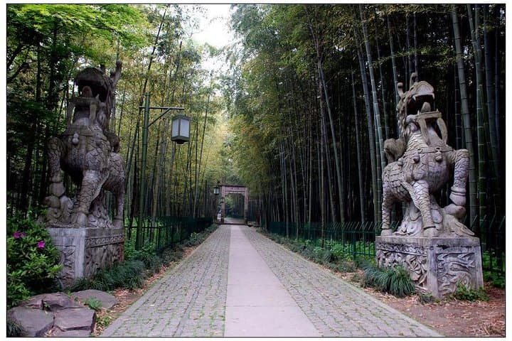 Half-Day Yunxi Bamboo Forest & Longjing Tea Plantation Tour, Hangzhou photo 2