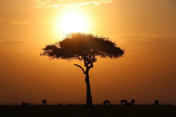 3-Day Masai Mara Safari: Big Five, Wildebeest Migration & Budget Tented Camping photo 2