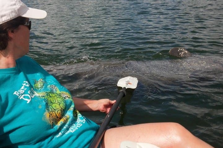 Kayak the Mangrove Tunnels of Sarasota: Guided Lido Key Wildlife Tour photo 2