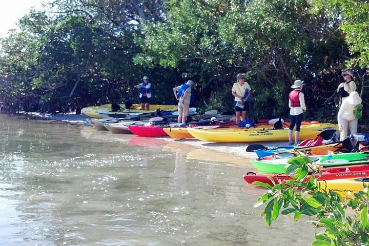 Kayak the Mangrove Tunnels of Sarasota: Guided Lido Key Wildlife Tour photo 3