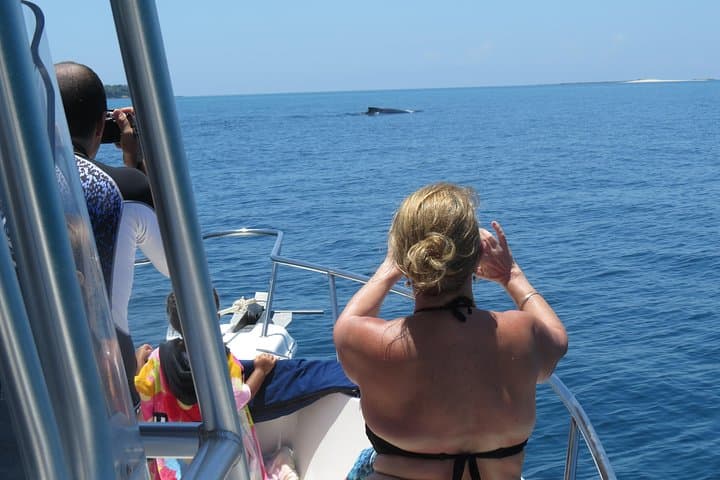 Private Whale Watching in the Pearl Islands aboard a 27ft Proline photo 3