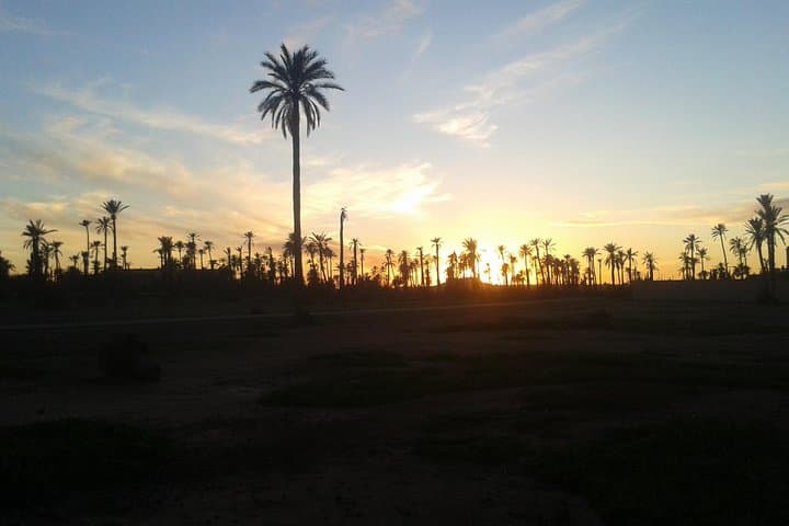 Sunset Camel Ride in the Marrakech Palmeraie — 1-Hour Camel Trek with Transfers