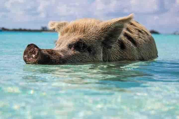 Swim with Pigs on Grand Bahama: Crystal Beach Tropical Experience photo 2