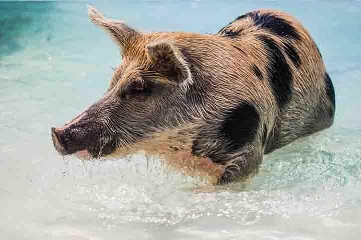 Swim with Pigs on Grand Bahama: Crystal Beach Tropical Experience photo 3