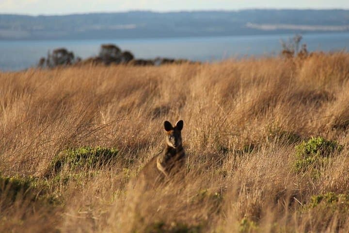 Private Great Ocean Road Tour: 12 Apostles, Koalas & Gourmet Coastal Stops photo 2
