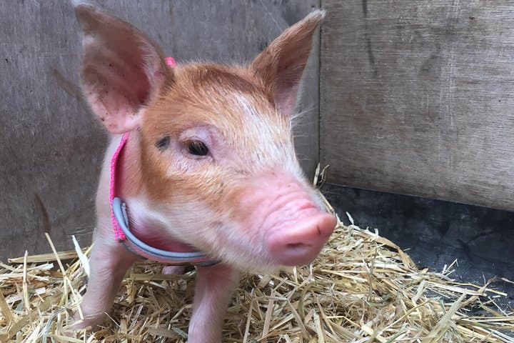 Hands-On Farm Experience at Trevena Glen: 2-Hour Animal Tour Near Brisbane