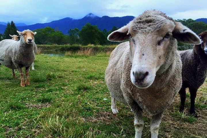 Hands-On Farm Experience at Trevena Glen: 2-Hour Animal Tour Near Brisbane photo 2