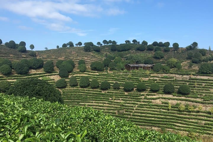 Yangshuo Private Tea Picking & Tasting Tour: Hands-On Plantation Experience