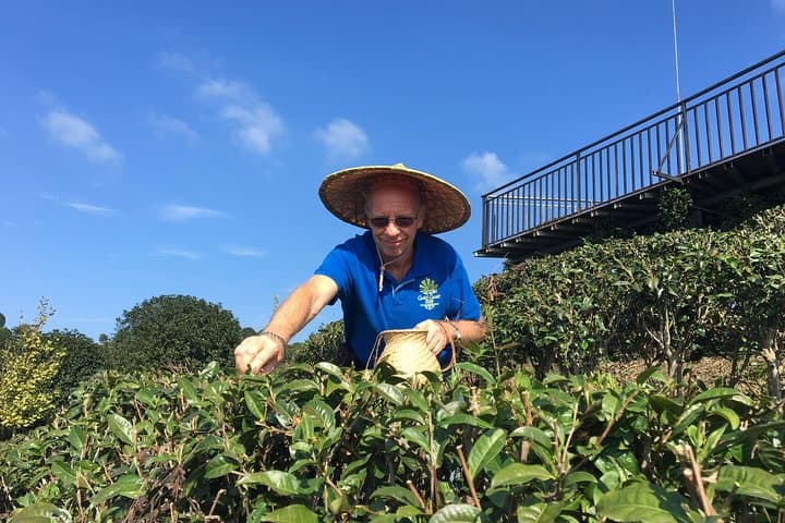 Yangshuo Private Tea Picking & Tasting Tour: Hands-On Plantation Experience photo 2