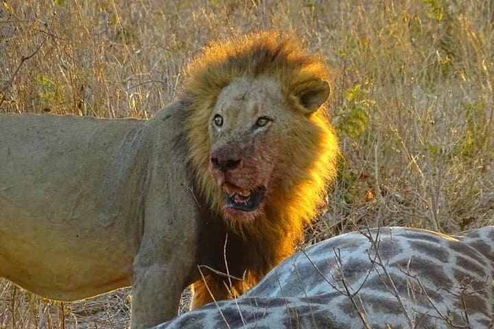 Chobe Day Safari from Victoria Falls: Game Drive, River Cruise & Big-Game Viewing photo 2