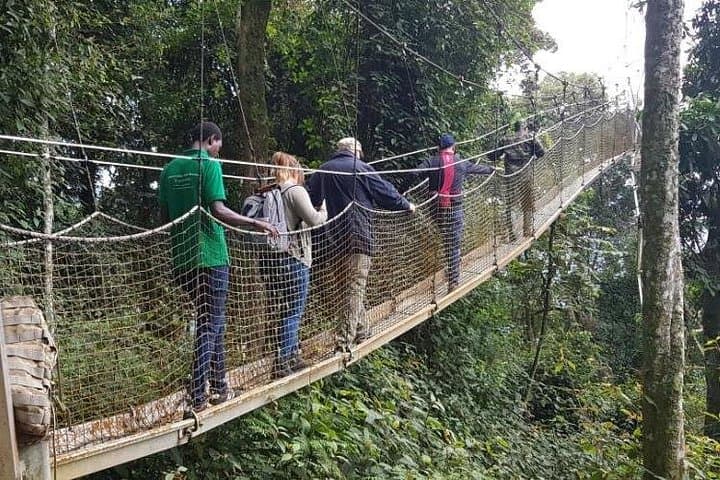Nyungwe Canopy Walk and Lake Kivu 3-Day Adventure from Kigali