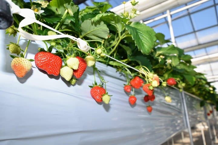 Mt. Fuji Strawberry Picking and Beginner Snow Day Trip from Tokyo photo 2