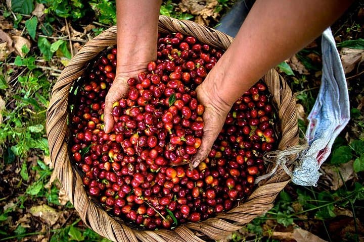 A Taste of Aquiares: 2-Hour Coffee & Community Tour photo 2