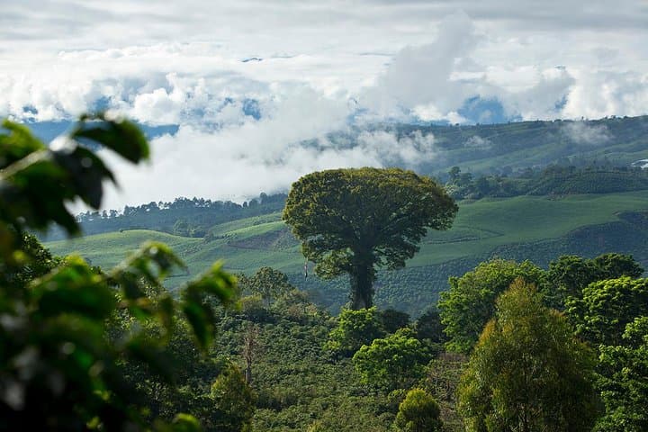Aquiares Full-Day Coffee Tour: From Seed to Cup and Waterfall Swim