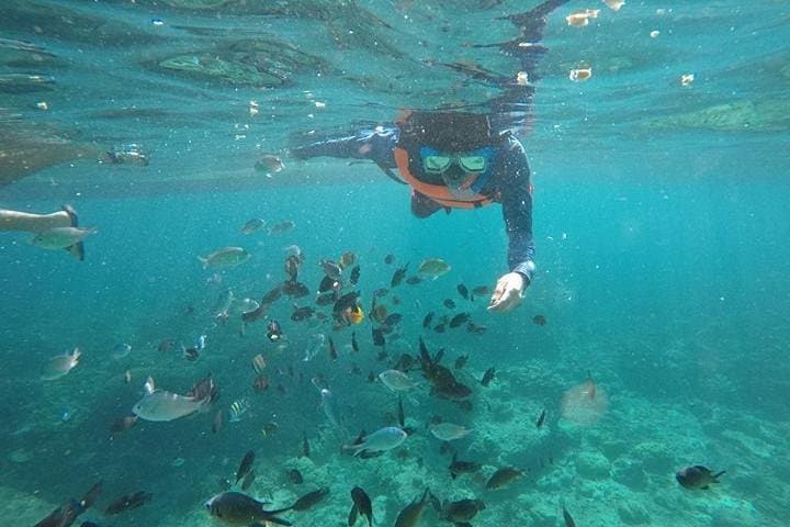 Moalboal Sardines and Kawasan Canyoneering: Snorkel with Turtles and Canyon Jumping photo 2