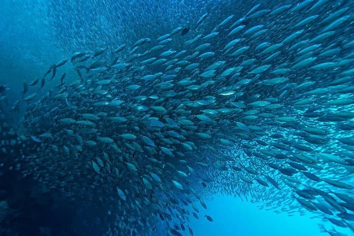 Moalboal Sardine Run & Sea Turtle Snorkel — Pescador Island Day Trip photo 2