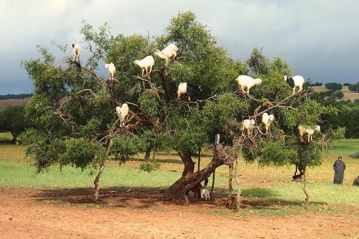Day Trip to Essaouira: Atlantic Coast, Argan Groves & Coastal Walks from Marrakesh photo 2