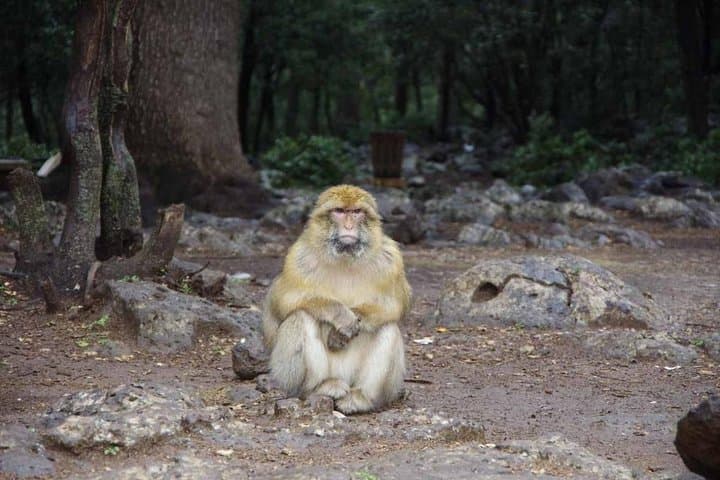 Fez to Middle Atlas Day Trip: Cedars, Barbary Apes & Ifrane’s Alpine Streets photo 2