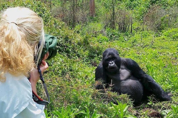 1-Day Rwanda Gorilla Trek: Volcanoes National Park Day Trip from Kigali