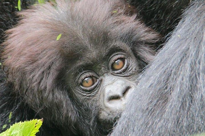 1-Day Rwanda Gorilla Trek: Volcanoes National Park Day Trip from Kigali photo 2