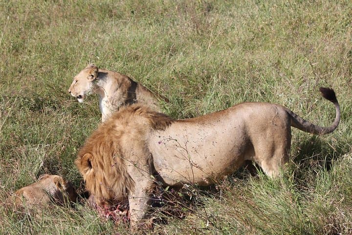 4-Day Tarangire, Serengeti & Ngorongoro Safari from Arusha photo 2